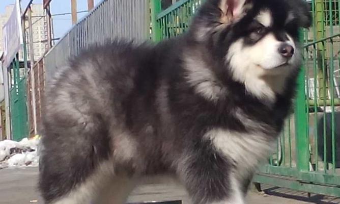 咖啡色巨型阿拉斯加犬——宠物界的“大个子”(了解咖啡色巨型阿拉斯加犬的品种特征)
