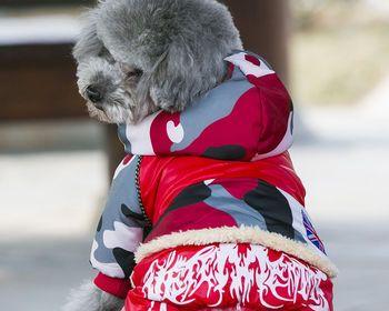 泰迪犬让人们愤怒的原因（为什么看到泰迪就想打）