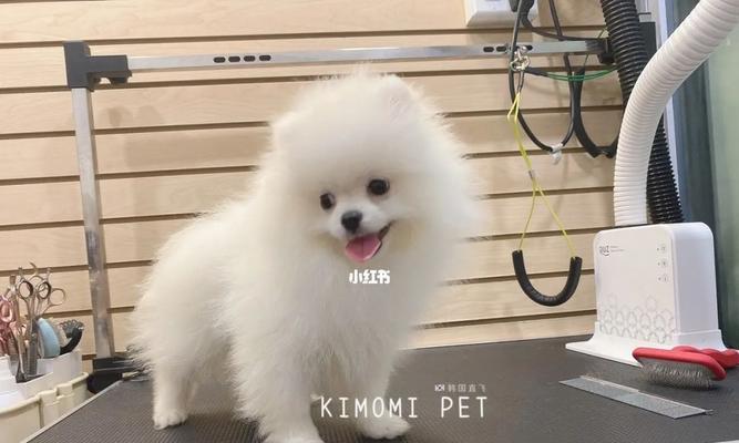 萌萌的白色博美狗——一只完美的宠物（拥有白色博美狗）