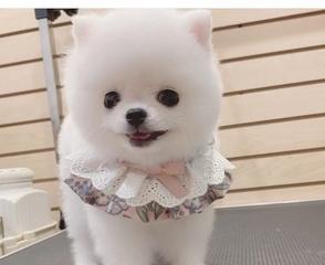 茶杯犬的可爱名字（用宠物狗的名字让你的茶杯犬更加可爱）