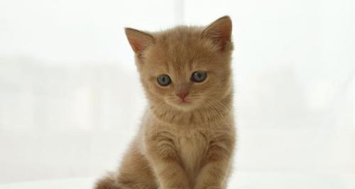 可爱小猫的种种魅力（从宠物视角看待人类生活）