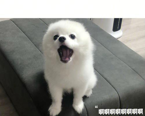 《博美狗狗的搞笑世界》(与可爱宠物一起快乐成长)