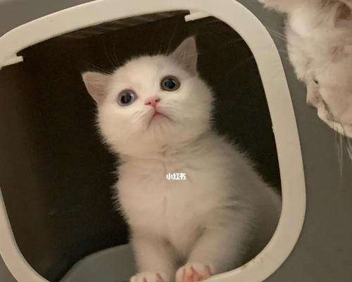 如何让宠物猫咪在寄养期间不以为不要他了（选择可靠的寄养机构）