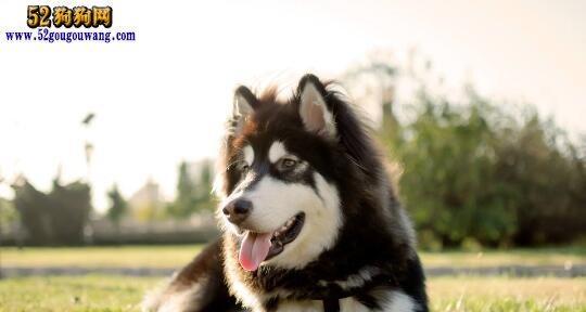 可乐阿拉斯加犬，忠诚伴侣（以宠物为主的犬种介绍）