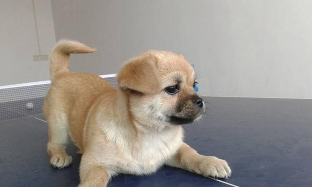 以可鲁治疗犬的癫痫综合征——宠物健康的重要保障（探究以可鲁治疗犬癫痫的可行性和应用方法）