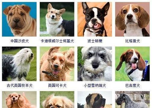 昆明犬的体重到底是多少（探究宠物昆明犬体重的标准和特点）