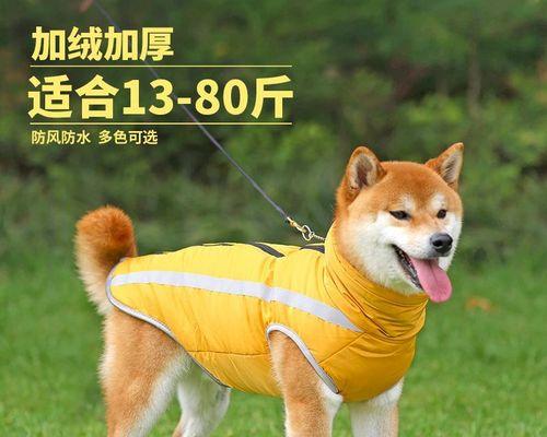 拉布拉多犬可以吃哪些蔬菜（以宠物为主）