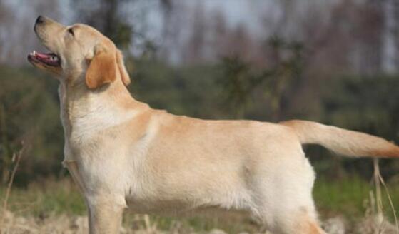 探究拉布拉多犬温顺、友好、忠诚、活泼的性格特点（探究拉布拉多犬温顺）