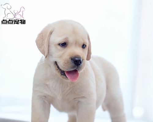 拉布拉多犬为什么爱喝水（探究拉布拉多犬饮水的原因及应对方法）