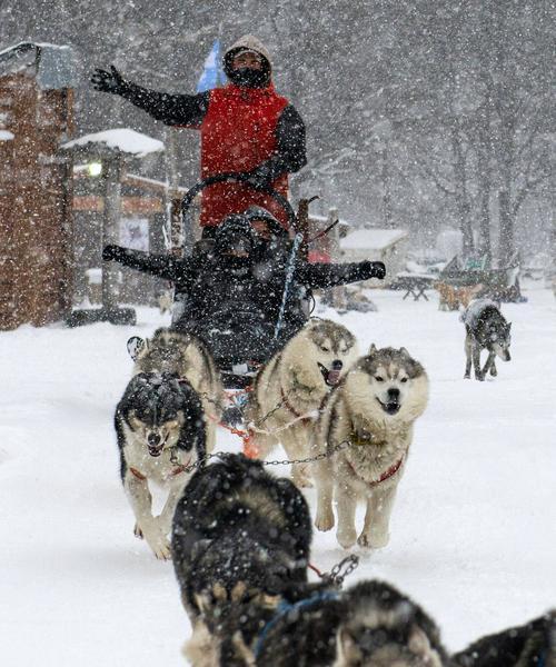 拉雪橇狗——北极（了解拉雪橇狗的品种）