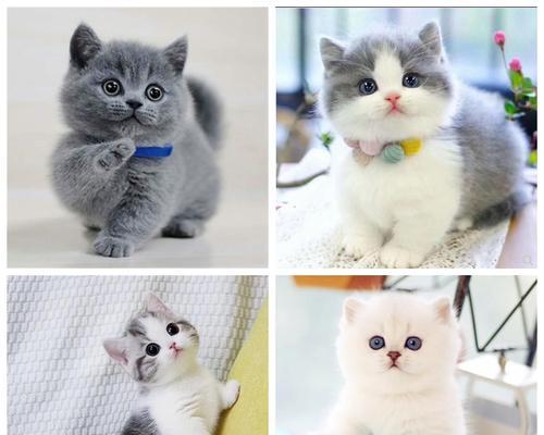 以蓝猫布偶配对长毛——宠物繁育技巧剖析（探寻宠物配对技巧）