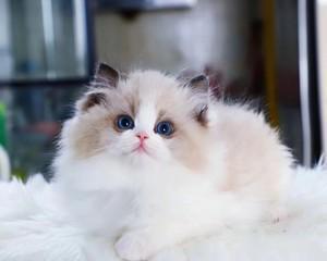 探寻宠物世界中的可爱——蓝猫VS布偶(从外形到性格)