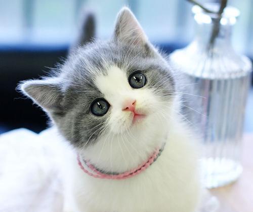 蓝猫和蓝白为什么生出了折耳宝宝？
