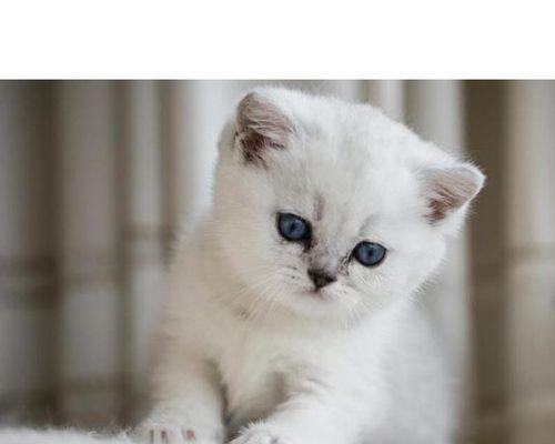 蓝猫与折耳蓝猫的交配所生小猫特点分析（探究宠物繁殖的奥秘）