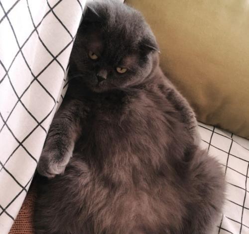蓝猫与折耳猫的异种配对（探讨以蓝猫和折耳猫为父母的后代是否优秀）