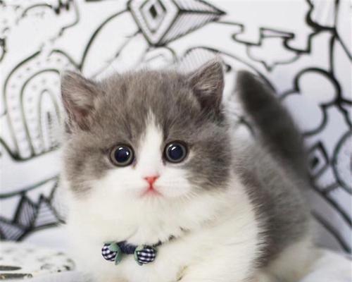 寻找最美的蓝猫渐层布偶(以宠物为主)