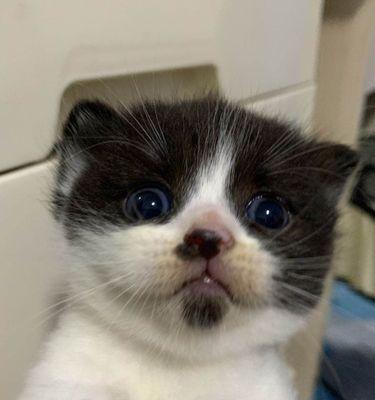 蓝猫妈妈和布偶爸爸的美好爱情（从相遇到相伴）
