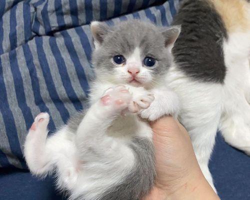 从蓝猫到布偶（布偶猫的成长历程与饲养技巧）