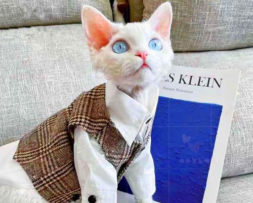 蓝色高地折耳猫（以性格温顺和外表迷人为特点）