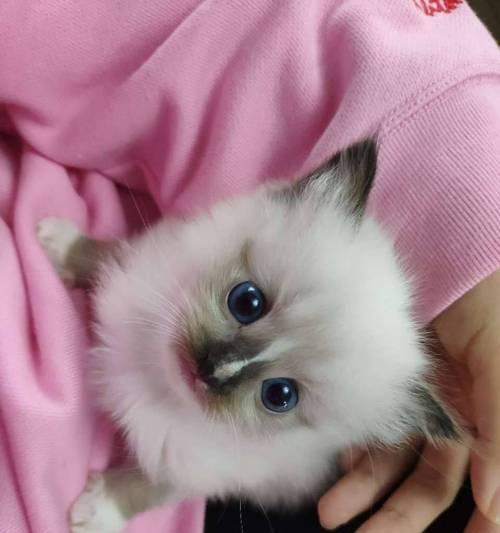 蓝色流星布偶猫——天真可爱的宠物（了解蓝色流星布偶猫的品相与性格特点）
