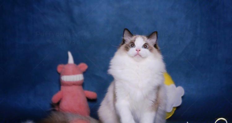 揭秘蓝色双色布偶猫的品种特征(以宠物为主)