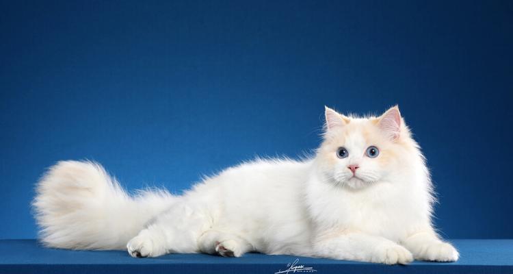 蓝色重点猫与布偶猫的区别（探究两种猫咪的颜色）