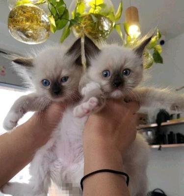 蓝手套布偶猫——一只温柔的宠物（以蓝手套布偶猫介绍为主题的详细讲解）
