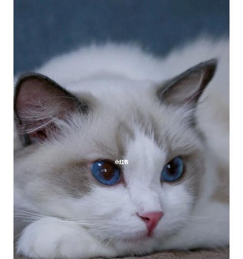 以蓝双布偶猫配色繁殖表为基础的繁殖探究（探索布偶猫毛色遗传规律）
