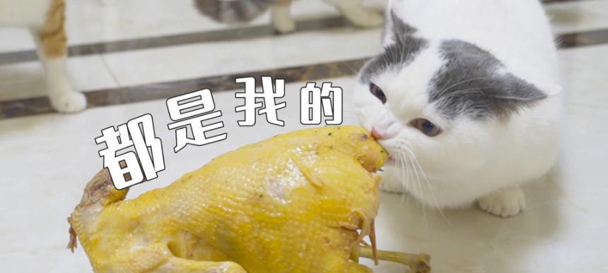 萌猫宝哥哥打猫咪事件揭秘（宠物领域中的暴力行为）