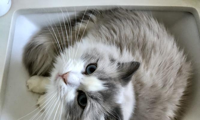 缅因猫和布偶猫攻受探究（宠物世界中的攻防之战）