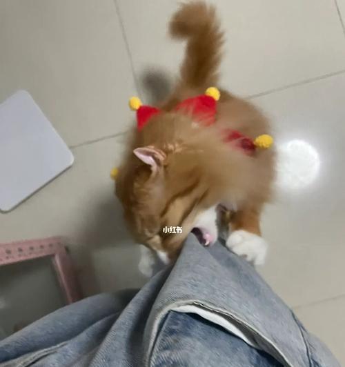 如何摸猫肚子不被咬(揭开猫咪肚子摸起来的正确姿势)