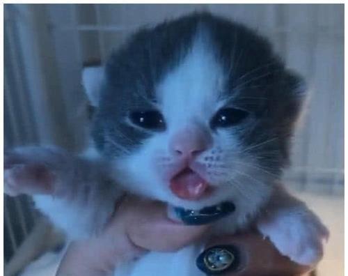 摸猫咪，你在听到它们的痛苦吗（揭秘猫咪的痛苦信号）