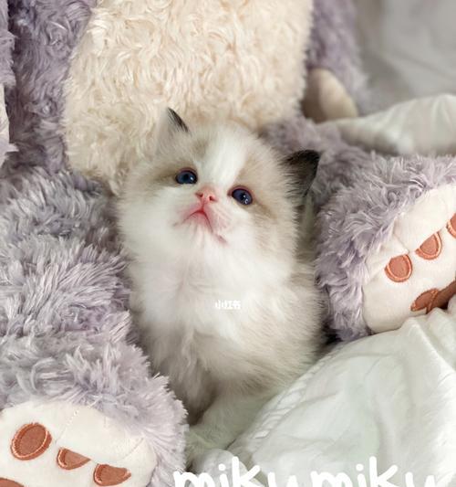 莫妮卡家的布偶猫(一只迷人的宠物猫)