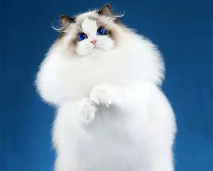 探寻莫妮卡血统布偶猫的神秘魅力(从养殖历程、外貌特征到品种特性)