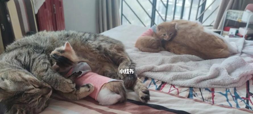 母猫不认小猫了走了，如何处理（遇到母猫不认小猫的情况）