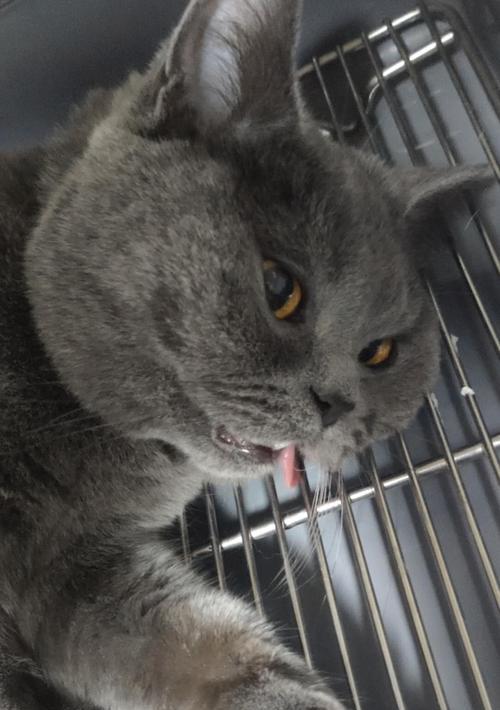 母猫生小猫流血，如何正确处理（解决宠物猫产后出血问题的正确方法）