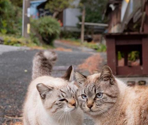 母爱无限，猫妈妈细心呵护猫咪（宠物猫咪的幸福生活）