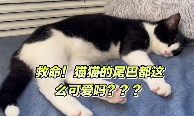 母猫咬断小猫尾巴事件的原因与应对措施