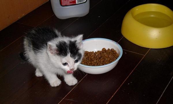 怎样让奶猫吃猫粮（解决宠物挑食难题）