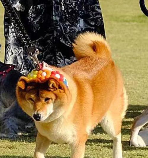 奶油柴犬的魅力(探索这个可爱的宠物世界)