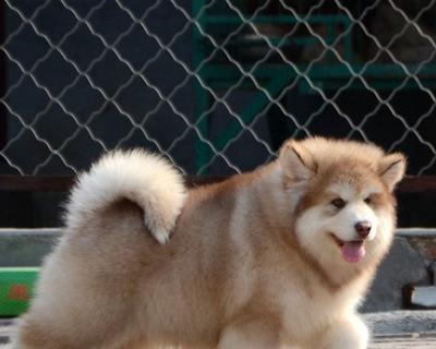 南阳阿拉斯加幼犬，最可爱的宠物选择（拥有一只南阳阿拉斯加幼犬）