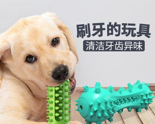 女孩适合养什么大狗(选择适合女孩的大狗)