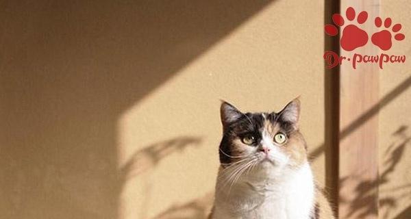 小猫猫咪的正常体温（了解猫咪正常体温的重要性）