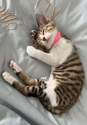 小猫成天睡觉，是什么原因（探究宠物猫咪喜欢睡觉的奥秘）