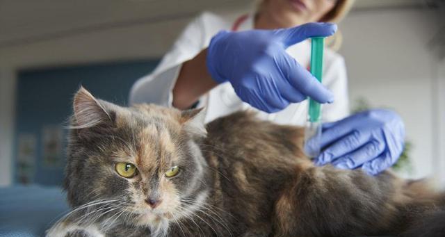 小猫疫苗接种攻略（一只小猫的健康之路）