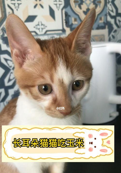 小猫能否食用玉米（探究宠物猫是否适合食用玉米的营养价值）