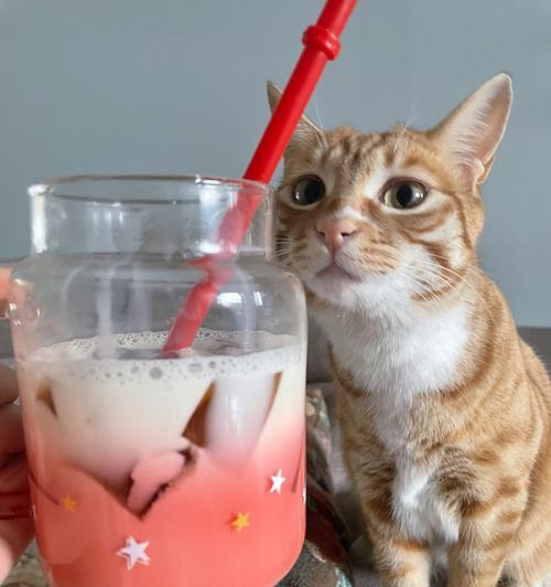 宠物小猫能否饮用纯牛奶（探究小猫饮用纯牛奶的优缺点和适宜情况）