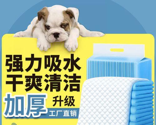 小猫尿床怎么办(宠物护理的注意事项)