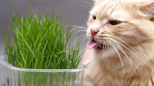 如何帮助宠物小猫缓解呕吐与肚子大问题（宠物医疗技巧与小贴士分享）