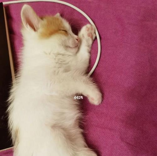 小猫健康检查(了解宠物身体状况)